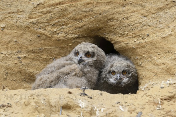 Two rascals... European Eagle Owl (Bubo bubo), young owls, still in their feathers, at their breeding site in a sand pit, typical substitute habitat, discover the world, wildlife, native nature, Rhineland, Lower Rhine, North Rhine-Westphalia, Germany, Western Europe