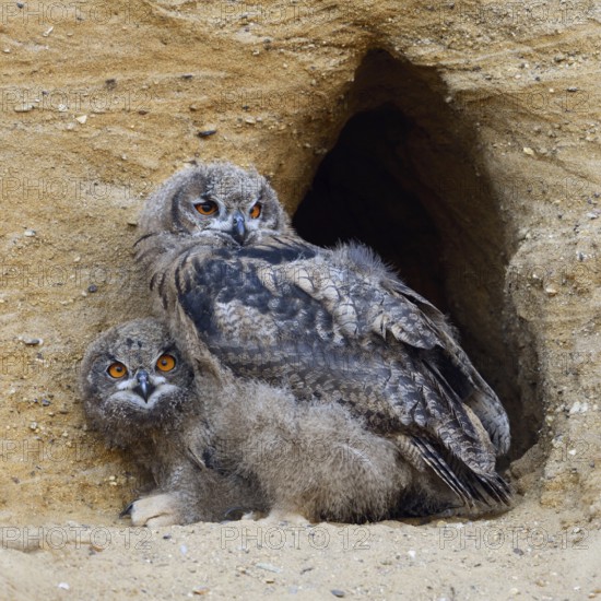 Young birds in the moult... European eagle owl (Bubo bubo), two young eagle owls in the entrance area of their nesting den, breeding den in a sand pit, typical replacement habitat, wildlife, native nature, Rhineland, Lower Rhine, North Rhine-Westphalia, Germany, Western Europe