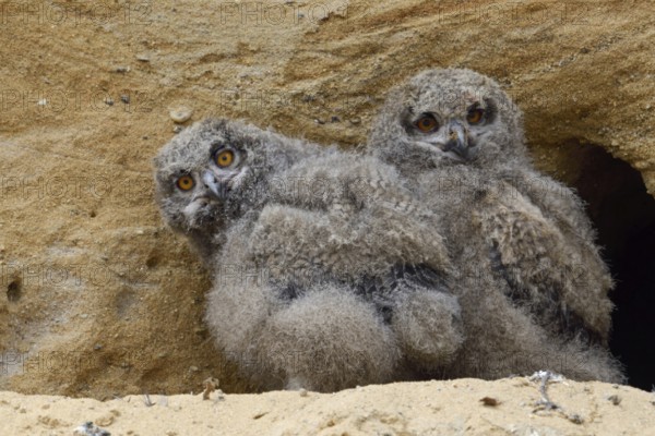 The view... European Eagle Owl (Bubo bubo), two young birds in front of their nesting den in a sand pit, typical substitute habitat, still in their dark coat, wildlife, native nature, Rhineland, Lower Rhine, North Rhine-Westphalia, Germany, Western Europe