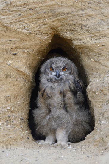 In the entrance to its breeding den... European Eagle Owl (Bubo bubo), young, almost fledged owl stands self-confidently like a guardian in the entrance to the breeding den of the eagle owls in a sand pit, typical substitute habitat, looks funny, series animal children, wildlife, native nature, Rhineland, Lower Rhine, North Rhine-Westphalia, Germany, Western Europe