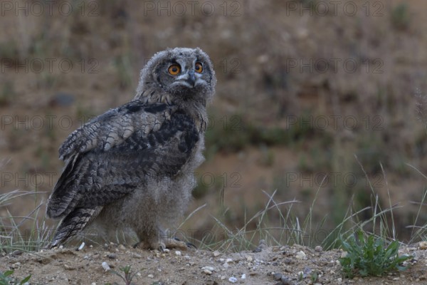 On the move... European Eagle Owl (Bubo bubo), young bird in moult has left the nest in a sand pit and explores the surroundings, young owl, branchling, looks a little helpless, funny look, wildlife, native nature, Rhineland, Lower Rhine, North Rhine-Westphalia, Germany, Western Europe
