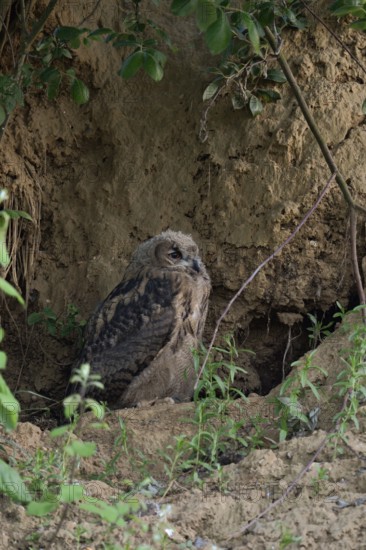 In the daytime hiding place... European eagle owl (Bubo bubo), young owl spends the day in its hiding place under a bush in a sand pit, typical substitute habitat, dozing off, is changing its plumage, almost fully moulted, wildlife, native nature, Rhineland, Lower Rhine, North Rhine-Westphalia, Germany, Western Europe