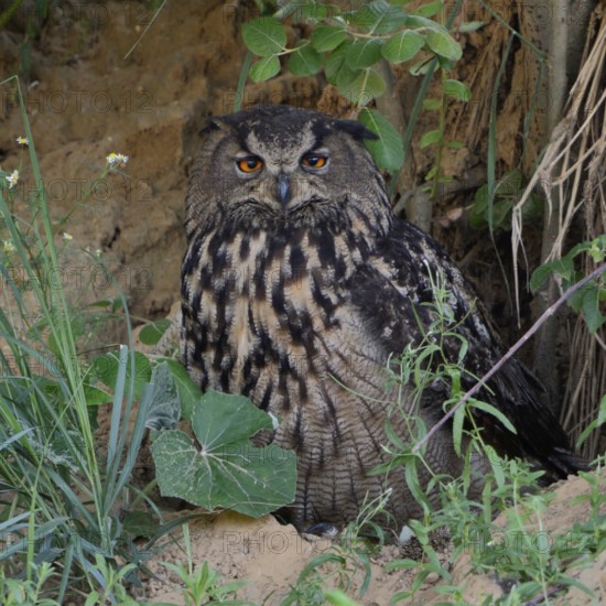 European eagle owl (Bubo bubo), adult, female adult bird, rests hidden under bushes, in daytime hiding place in the steep face of a sand pit, typical substitute habitat, adaptable, observes attentively, eye contact, bright orange, fire-coloured eyes, is perfectly camouflaged, plumage structures blend in with surroundings, wildlife, native nature, Rhineland, Lower Rhine, North Rhine-Westphalia, Germany, Western Europe