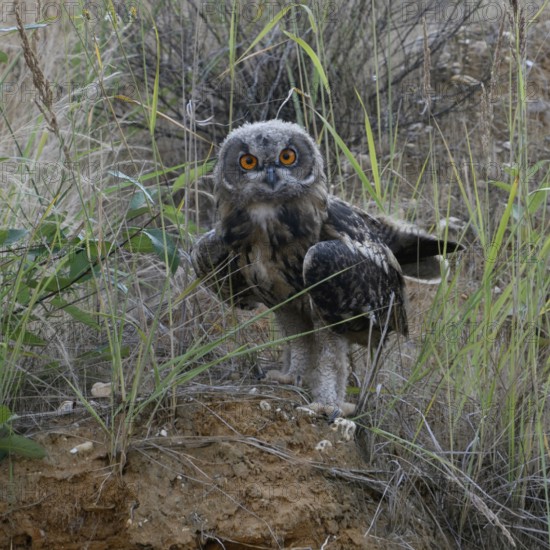 European eagle owl (Bubo bubo), young bird in late moult, already fledged, standing on a small hill in a sand pit where the eagle owls have found a habitat, in typical surroundings, direct eye contact, bright orange, fire-coloured eyes, wildlife, native nature, Rhineland, Lower Rhine, North Rhine-Westphalia, Germany, Western Europe