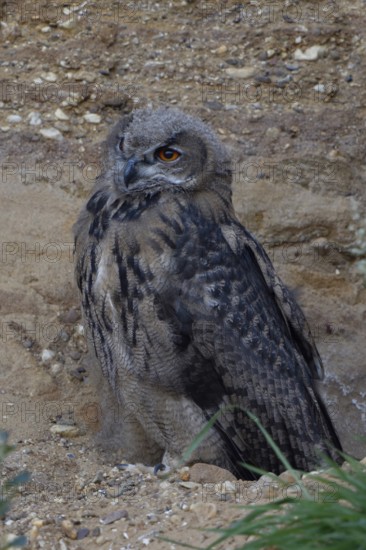 Young eagle owl.... European Eagle Owl (Bubo bubo), young bird with remaining down feathers in the head feathers in a sand pit, typical substitute habitat, determined look, wildlife, native nature, Rhineland, Lower Rhine, North Rhine-Westphalia, Germany, Western Europe