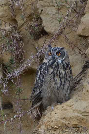 Questioning look... European Eagle Owl (Bubo bubo) in a sand pit, typical substitute habitat, almost fully grown young owl in a sand pit, bright orange, fire-coloured eyes, wildlife, native nature, Rhineland, Lower Rhine, North Rhine-Westphalia, Germany, Western Europe