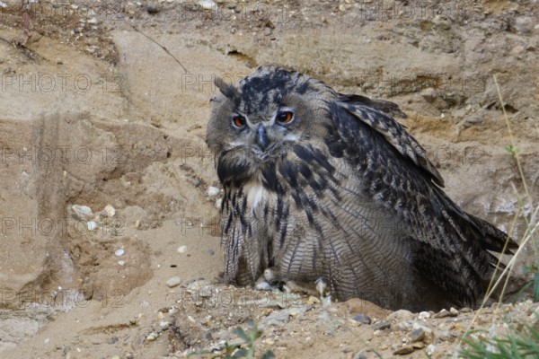 Boredom... European Eagle Owl (Bubo bubo), Eagle Owl perched in a sand pit, hoping for better times, looking at something, situation comedy, funny picture, wildlife, native nature, Rhineland, Lower Rhine, North Rhine-Westphalia, Germany, Western Europe