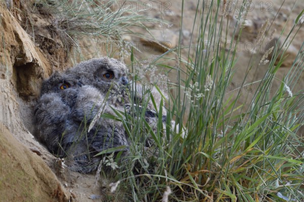 Two eagle owls in their daytime hiding place... European eagle owl (Bubo bubo), young owls, eagle owls have left their nest, hiding, resting in the wall of a sand pit behind grasses, wildlife, native nature, Rhineland, Lower Rhine, North Rhine-Westphalia, Germany, Western Europe