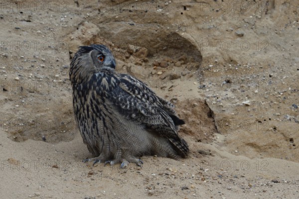 At an advanced hour... European Eagle Owl (Bubo bubo), our largest native owl has its territory in a sand pit, perches in a wall, looks around, long pointed claws, wildlife, native nature, Rhineland, Lower Rhine, North Rhine-Westphalia, Germany, Western Europe