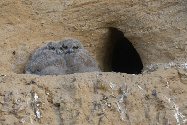 Still completely in its dark coat... European eagle owl (Bubo bubo), young owls, chicks, nestlings, juvenile eagle owls at their nesting site in a sand pit, typical substitute habitat, native nature, Rhineland, Lower Rhine, North Rhine-Westphalia, Germany, Western Europe