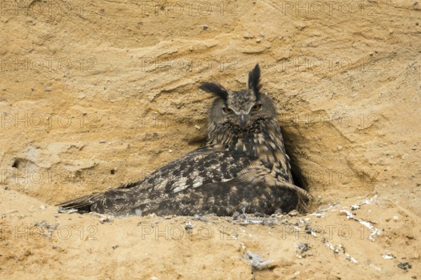 A suspicious look... European Eagle Owl (Bubo bubo), female at breeding site in a sand pit, warming young birds under her wing, typical substitute habitat, native nature, Rhineland, Lower Rhine, North Rhine-Westphalia, Germany, Western Europe
