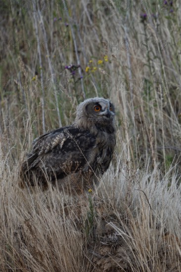 Inconspicuous... European Eagle Owl (Bubo bubo), young owl in the high grass of an embankment in a sand pit, typical substitute habitat, still moulting into juvenile plumage, only recently fledged, still practising flying, wildlife, native nature, Rhineland, Lower Rhine, North Rhine-Westphalia, Germany, Western Europe