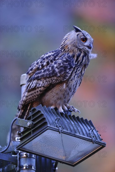 Man and nature... European Eagle Owl (Bubo bubo) uses the halogen spotlights of a quarry as a welcome perch, native nature, North Rhine-Westphalia, Sauerland, Bergisches Land, Germany, Western Europe