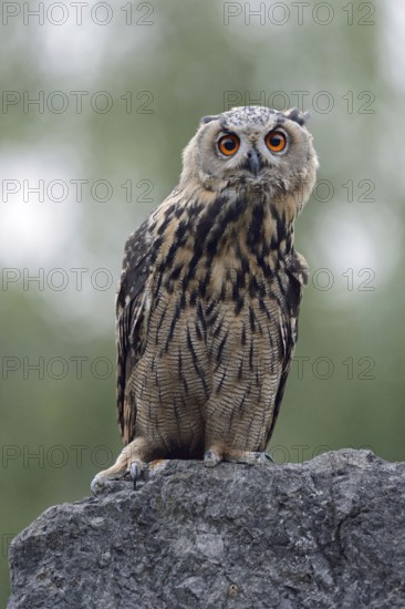 Appraising glances... European eagle owl (Bubo bubo), largest native owl with powerful, needle-tipped fangs, sits on a boulder, observes potential prey with great interest, head moves nervously back and forth, thus improving contrast vision, typical behaviour, native nature, North Rhine-Westphalia, Sauerland, Bergisches Land, Germany, Western Europe
