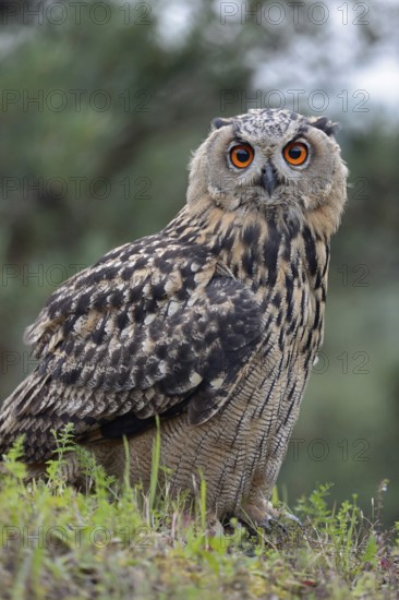Attentive gaze... European Eagle Owl (Bubo bubo), young owl sitting on a hill in a quarry, typical habitat, looking into the camera, direct, intensive eye contact, native nature, North Rhine-Westphalia, Sauerland, Bergisches Land, Germany, Western Europe