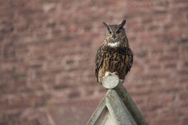 Adaptable cultural successor... European eagle owl (Bubo bubo) on the roof of a church, eagle owls breed on churches, substitute habitat, Germany, native nature, North Rhine-Westphalia, Rhineland, Lower Rhine, Western Europe