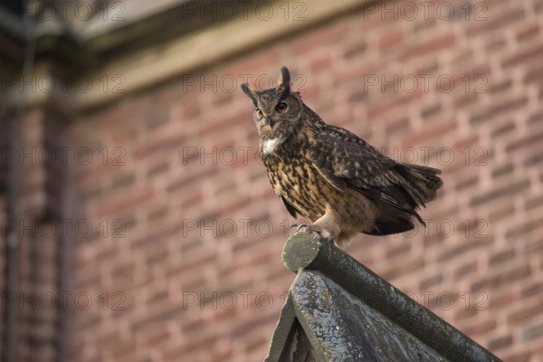 Church eagle owl... European Eagle Owl (Bubo bubo), male, Europe's largest owl sits on the roof of a church and courts, now a common cultural successor that is increasingly breeding in cities, adaptable cultural successor, native birdlife, wildlife, nature, native nature, North Rhine-Westphalia, Rhineland, Lower Rhine, Germany, Western Europe