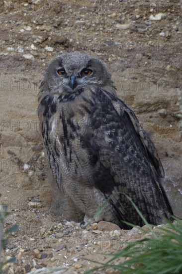 Young eagle owl... European Eagle Owl (Bubo bubo), young bird in almost complete moult, young owl in a sand pit, typical substitute habitat, wildlife, native nature, Rhineland, Lower Rhine, North Rhine-Westphalia, Germany, Western Europe