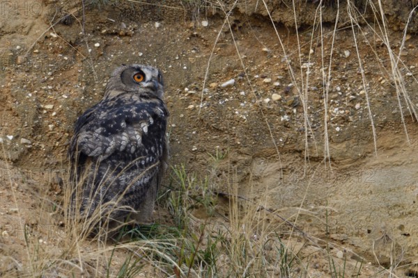 Sand pit habitat... European eagle owl (Bubo bubo), fledged young bird, young owl, hides in the slope of the pit during the day, hardly noticeable there due to its strongly patterned plumage, wildlife, native nature, Rhineland, Lower Rhine, North Rhine-Westphalia, Germany, Western Europe