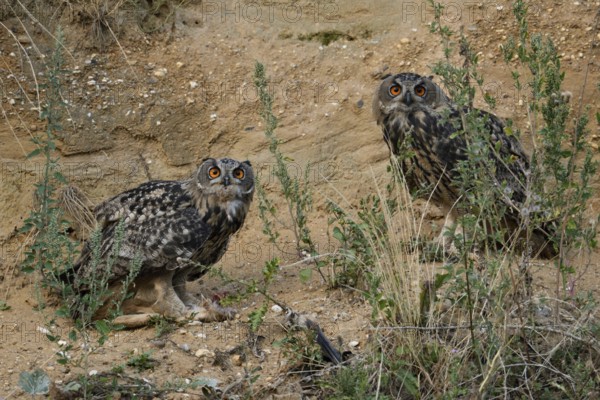 Surprised looks... European eagle owl (Bubo bubo), two young eagle owls, young owls, fledged young birds have a piece of prey, hare run, look with big eyes directly into the camera, wildlife, native nature, Rhineland, Lower Rhine, North Rhine-Westphalia, Germany, Western Europe