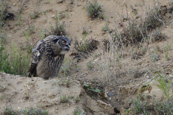 European eagle owl (Bubo bubo), fledged young bird, sitting on a small hill in a sand pit where the eagle owls have made their habitat, in typical surroundings, calling, begging for food, feeding by the adult birds, wildlife, native nature, Rhineland, Lower Rhine, North Rhine-Westphalia, Germany, Western Europe