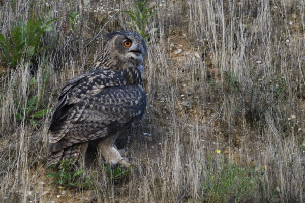 Cawing calls... European Eagle Owl (Bubo bubo), large owl sits between grasses on the slope of a gravel pit and calls, hardly noticeable due to its marbled plumage, well camouflaged, wildlife, native nature, Rhineland, Lower Rhine, North Rhine-Westphalia, Germany, Western Europe