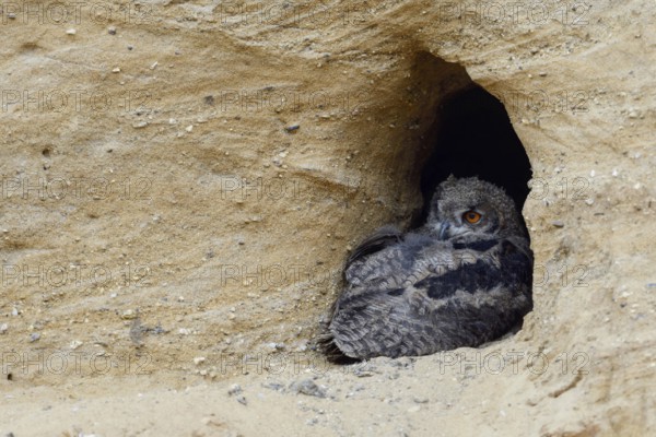 Quite relaxed... European eagle owl (Bubo bubo), young bird, nestling, chick resting in the entrance area of the nesting cavity, breeding cavity of eagle owls in a sand pit, typical, common habitat, wildlife, native nature, Rhineland, Lower Rhine, North Rhine-Westphalia, Germany, Western Europe