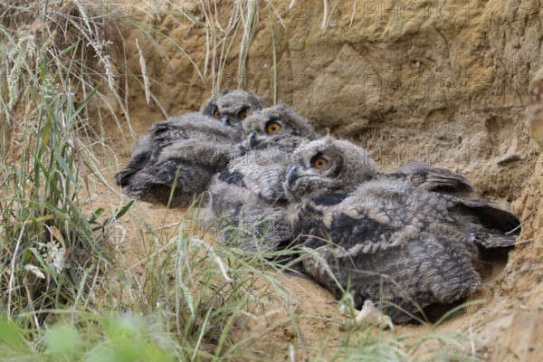 Roosting community... European eagle owl (Bubo bubo), young, not yet fledged owls lie together in their daytime hiding place in a sand hollow, warming each other, plumage is in moult, beak and claws already well developed, series animal children, funny picture, wildlife, native nature, Rhineland, Lower Rhine, North Rhine-Westphalia, Germany, Western Europe