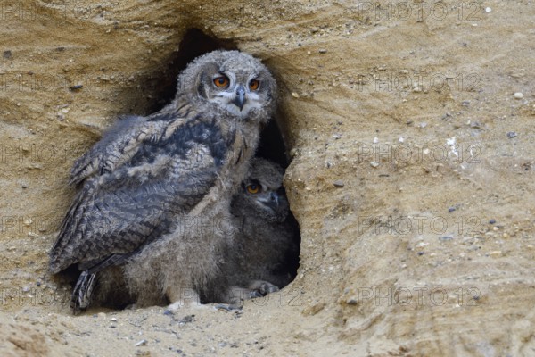 Two of them... European Eagle Owl (Bubo bubo), two young birds, branchlings in the entrance of their nesting den in a sand pit, typical substitute habitat, wildlife, native nature, Rhineland, Lower Rhine, North Rhine-Westphalia, Germany, Western Europe