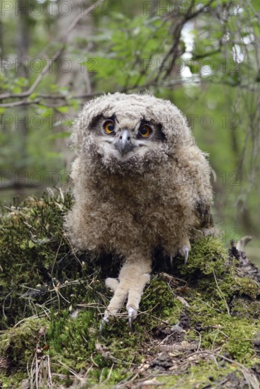 Young owl... European eagle owl (Bubo bubo), young bird, young eagle owl, eagle owl chick, not yet fledged eaglet has left its nest, perches on the ground in the forest, normal behaviour, series animal children, funny picture, picture taken during ringing, wildlife, native nature, Rhineland, Lower Rhine, North Rhine-Westphalia, Germany, Western Europe