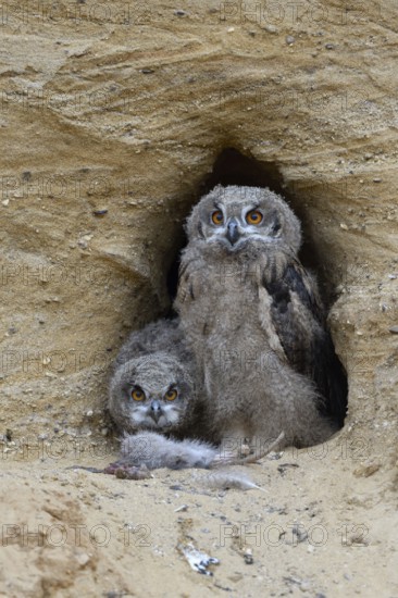 In front of the nesting den... European eagle owl (Bubo bubo), two young birds at the nesting site in a sand pit with the remains of a nutrias, series Tierkinder, funny picture, wildlife, native nature, Rhineland, Lower Rhine, North Rhine-Westphalia, Germany, Western Europe