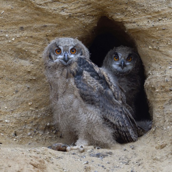 Two pairs of eyes... European Eagle Owl (Bubo bubo), native owls, two half-strong young birds in moulting at the entrance to their breeding den in a sand pit look directly into the camera, wildlife, native nature, Rhineland, Lower Rhine, North Rhine-Westphalia, Germany, Western Europe