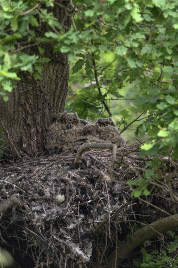 7 eyes... European Eagle Owl (Bubo bubo), young birds in their nest on an old hawk nest on a tree, a mighty oak in the forest, in the late evening, tree breeders, wildlife, native nature, Rhineland, Lower Rhine, North Rhine-Westphalia, Germany, Western Europe