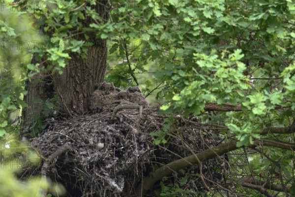 7 eyes... European Eagle Owl (Bubo bubo), young birds in their nest on an old hawk's nest on a tree, in a mighty oak in the forest, late evening, tree breeders, wildlife, native nature, Rhineland, Lower Rhine, North Rhine-Westphalia, Germany, Western Europe