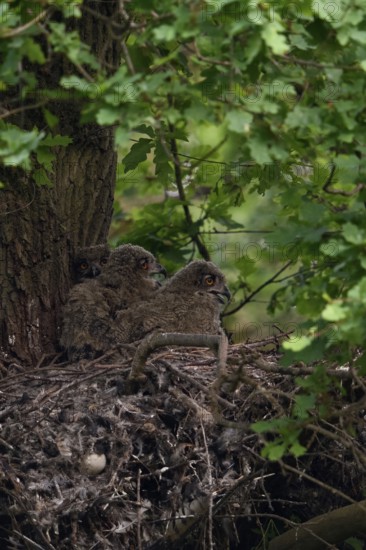 European eagle owl (Bubo bubo), eagle owl offspring, nestlings, young birds, chicks, in the nest on an old hawk's nest on a tree, in a mighty oak in the forest, wildlife, native nature, Rhineland, Lower Rhine, North Rhine-Westphalia, Germany, Western Europe