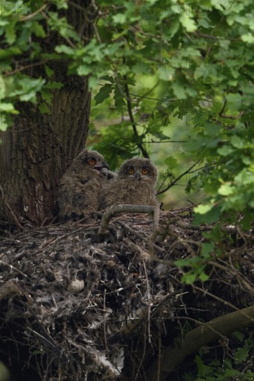 At nightfall... European eagle owl (Bubo bubo), young birds in their nest on an old hawk's nest on a tree, in a mighty oak in the forest, wildlife, native nature, Rhineland, Lower Rhine, North Rhine-Westphalia, Germany, Western Europe