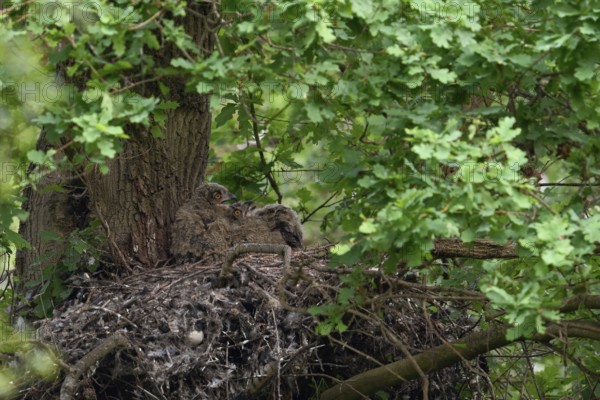 Temperature equalisation... European Eagle Owl (Bubo bubo), young birds panting on a warm summer day in their nest on an old hawk's nest on a tree, in a mighty oak in the forest, typical behaviour, wildlife, native nature, Rhineland, Lower Rhine, North Rhine-Westphalia, Germany, Western Europe