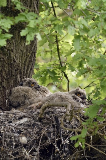 In the middle of the forest... European eagle owl (Bubo bubo) as a tree breeder, eagle owl offspring, nestlings, young birds, four chicks in the nest on a former hawk nest on a tree, in a mighty oak, wildlife, native nature, Rhineland, Lower Rhine, North Rhine-Westphalia, Germany, Western Europe