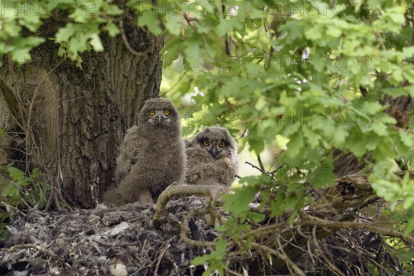 A moment of attention... European eagle owl (Bubo bubo), two young eagle owls, nestlings on their nest (old hawk nest), wildlife, native nature, Rhineland, Lower Rhine, North Rhine-Westphalia, Germany, Western Europe