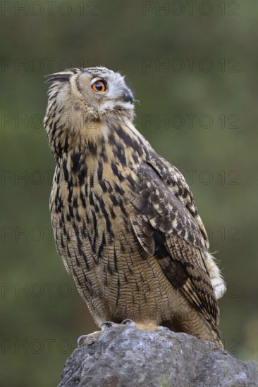 Looking into the distance... European Eagle Owl (Bubo bubo), largest native owl sits on a boulder, has something in view, razor-sharp, needle-sharp claws, shining eyes, detailed photo, native nature, North Rhine-Westphalia, Sauerland, Bergisches Land, Germany, Western Europe