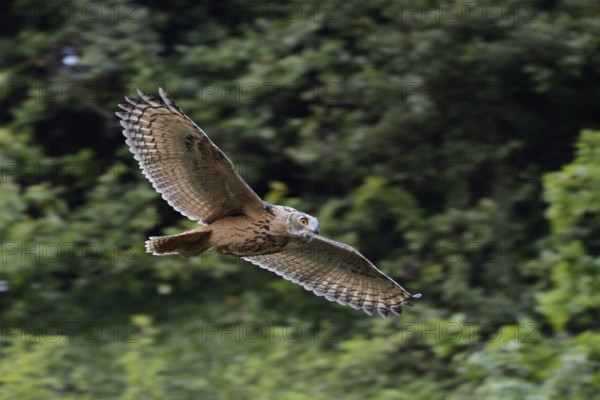 In fast gliding flight, soaring flight... European Eagle Owl (Bubo bubo) in flight, owl flies silently at high speed along a forest edge, native nature, North Rhine-Westphalia, Sauerland, Bergisches Land, Germany, Western Europe