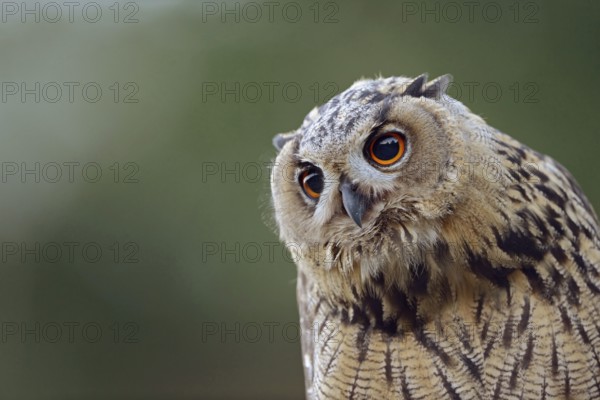 Expressive... European Eagle Owl (Bubo bubo), detailed close-up of an almost independent, already long fledged young bird, young owl, head portrait, head, portrait, native nature, North Rhine-Westphalia, Sauerland, Bergisches Land, Germany, Western Europe