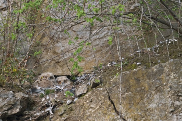 Eurasian Eagle-owl nestlings... European eagle owl (Bubo bubo), young eagle owls, owls, owl chicks at their breeding site, nesting site in a quarry, typical habitat, chicks in the nest, eyrie, in the breeding niche, native nature, North Rhine-Westphalia, Sauerland, Bergisches Land, Germany, Western Europe