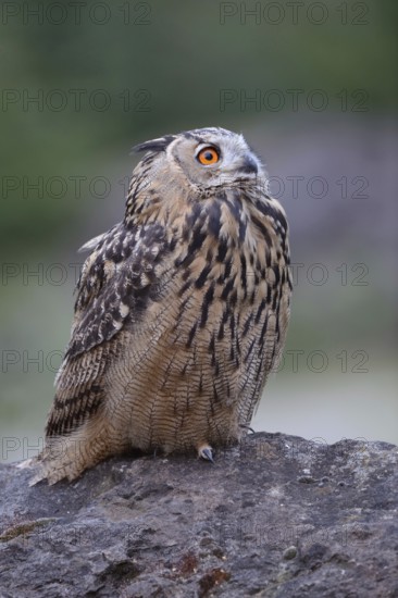 A look 'up to the sky... European Eagle Owl (Bubo bubo), our largest native owl sits on a rock in the late evening and looks up to the sky, detailed picture, natural pleasant colours, native nature, North Rhine-Westphalia, Sauerland, Bergisches Land, Germany, Western Europe