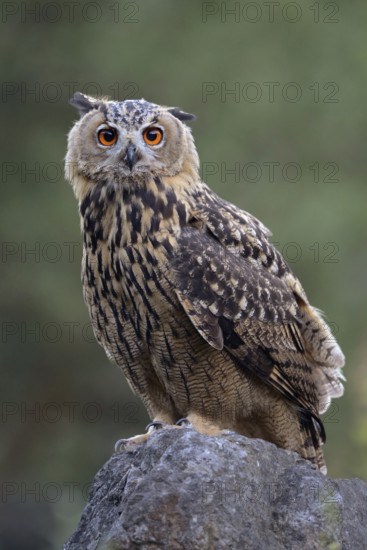 Penetrating gaze... European Eagle Owl (Bubo bubo), young bird, owl sitting on a rock and observing the surroundings with alert eyes, looking directly into the camera, native nature, North Rhine-Westphalia, Sauerland, Bergisches Land, Germany, Western Europe
