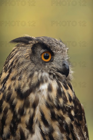 Orange-coloured eyes... European Eagle Owl (Bubo bubo), Great Horned Owl, large owl, detailed head portrait, portrait, close-up, harmonious colours, native nature, North Rhine-Westphalia, Eifel, Germany, Western Europe