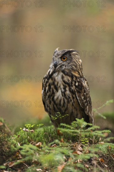 Impressive owl... European Eagle Owl (Bubo bubo), also called Great Horned Owl, sitting on a hill in the forest in autumn, autumnal mood, native nature, North Rhine-Westphalia, Eifel, Germany, Western Europe