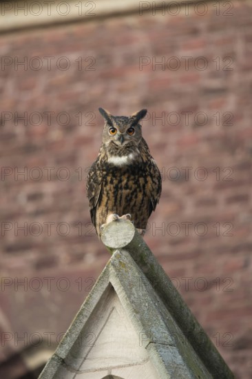 Adaptable cultural successor... European Eagle Owl (Bubo bubo), large native owl in the middle of the city on a church, eagle owls nest there in a nesting aid, feed here mainly on city pigeons and corvids, native nature, North Rhine-Westphalia, Rhineland, Lower Rhine, Germany, Western Europe