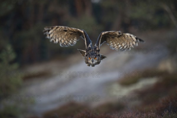Hunter of the night... European Eagle Owl (Bubo bubo), flying, largest native owl in flight at dusk, flying directly towards the camera, frontal shot, penetrating gaze, exciting, aggressive-looking wing posture, native nature, Germany, Western Europe