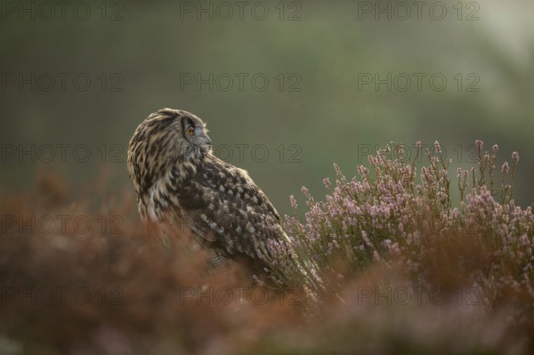 Between flowering heather... European Eagle Owl (Bubo bubo), owl on the ground, adult bird, looking around attentively, turning its head backwards, native nature, North Rhine-Westphalia, Sauerland, Bergisches Land, Germany, Western Europe